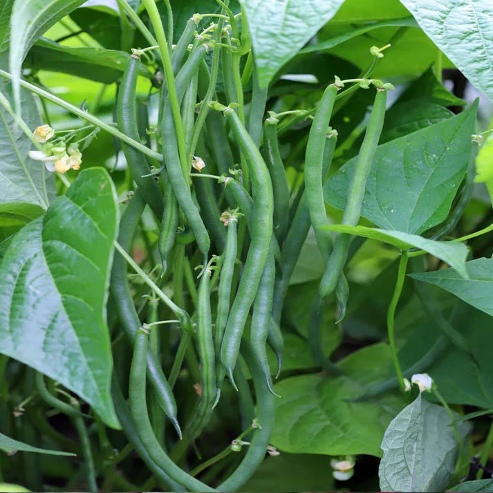 French Beans Seeds F1 Hybrid - 20 Seeds (फ्रेंच बीन्स के बीज)