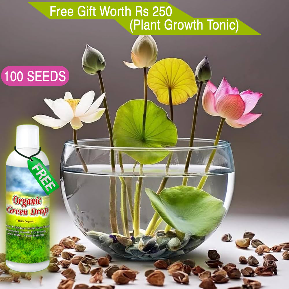 Hybrid Lotus Flower Seeds (Buy 1 Get 1 Free) + Free Gift worth ₹250