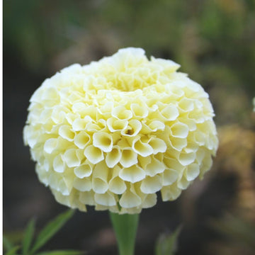 Marigold White Flower Seeds - 50 Seeds (Genda/ सफ़ेद गेंदा के बीज)