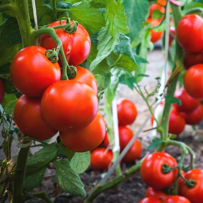 Tomato F1 Hybrid Seeds - 50 Seeds (Tamatar) (टमाटर के बीज)