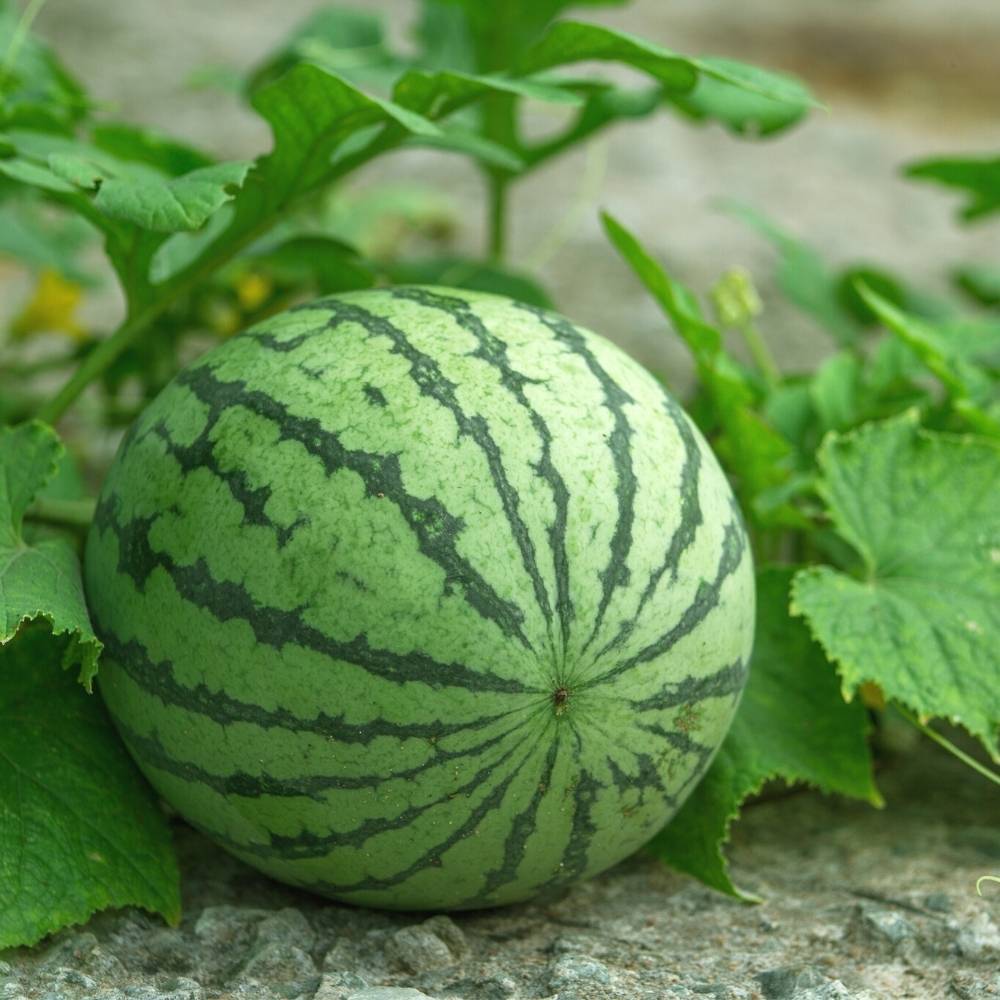 Watermelon Striped Oval Hybrid Seeds - 12 Seeds (Tarbooj/तरबूज के बीज)