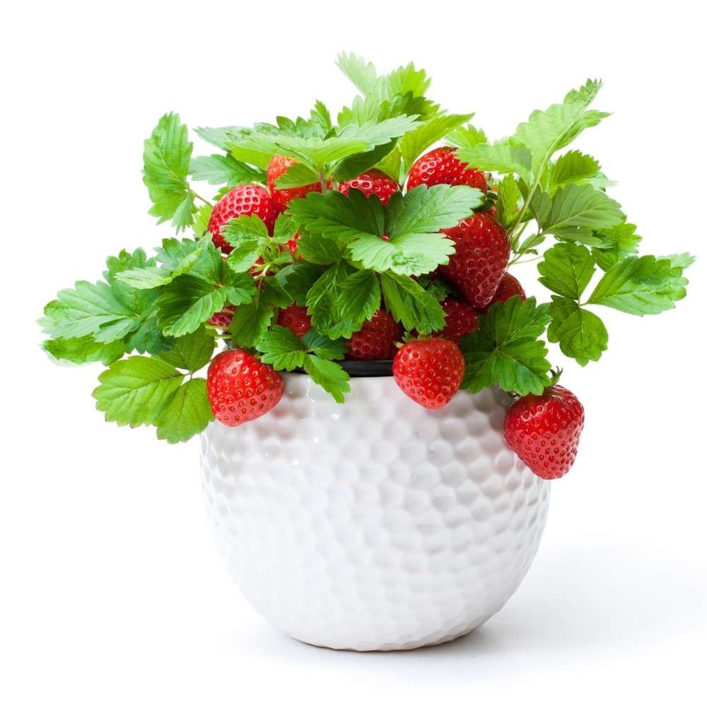 Alpine Strawberries Seeds - 200 Seeds (अल्पाइन स्ट्रॉबेरी के बीज)