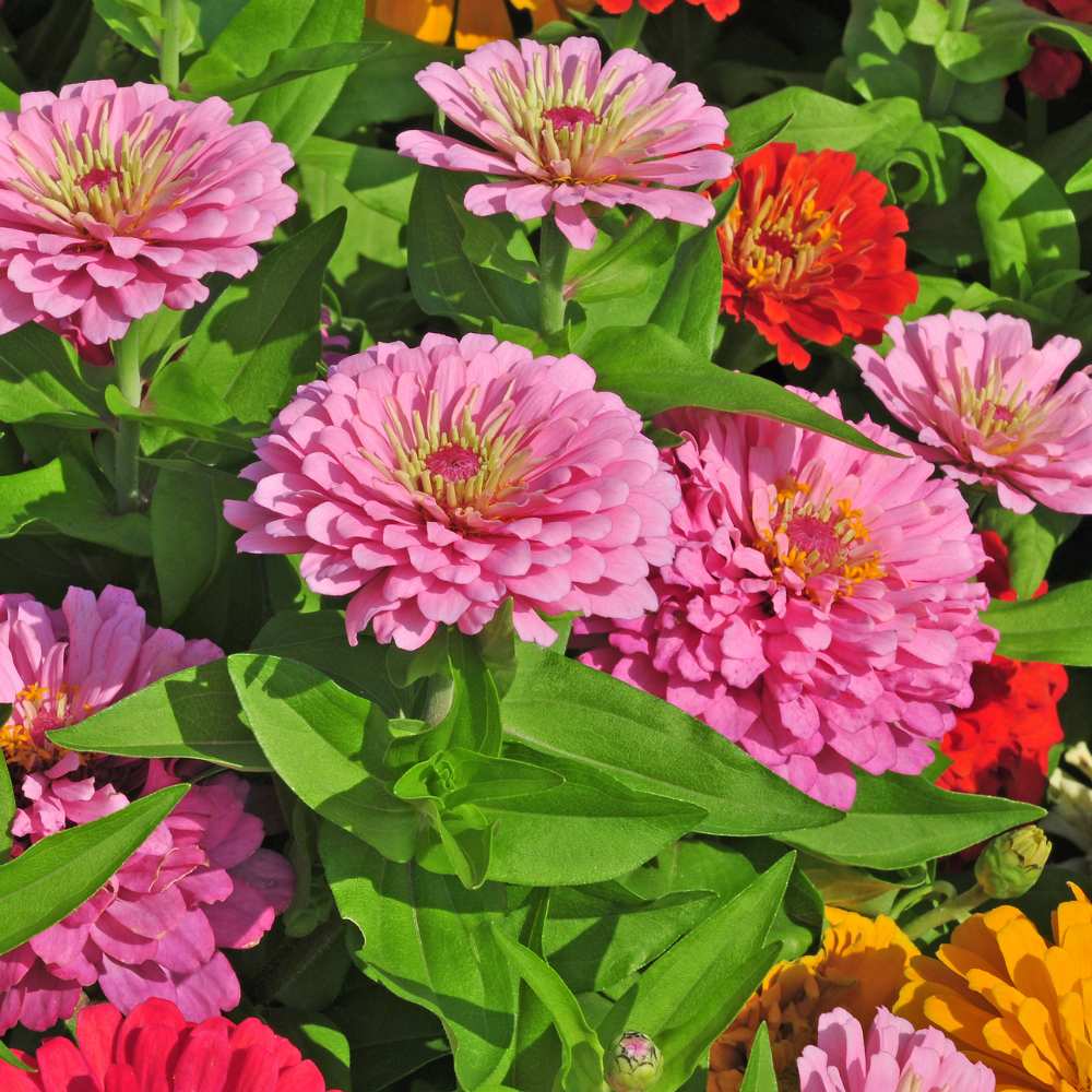 Zinnia Mix Color Flower Seeds (100 Seeds)