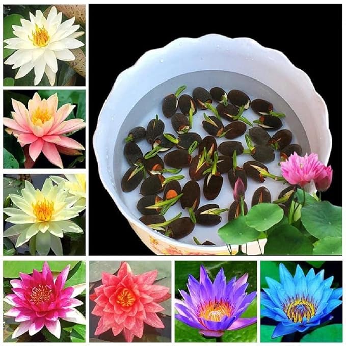 Hybrid Lotus Flower Seeds (Buy 1 Get 1 Free) + Free Gift worth ₹250