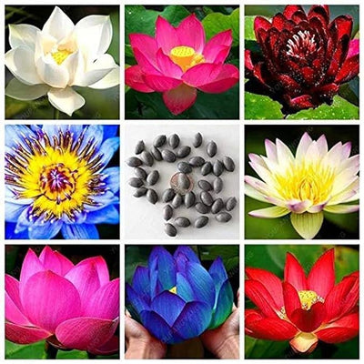 Hybrid Lotus Flower Seeds (Buy 1 Get 1 Free) + Free Gift worth ₹250