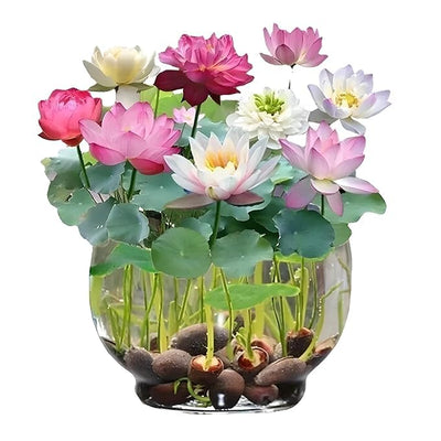 Hybrid Lotus Flower Seeds (Buy 1 Get 1 Free) + Free Gift worth ₹250