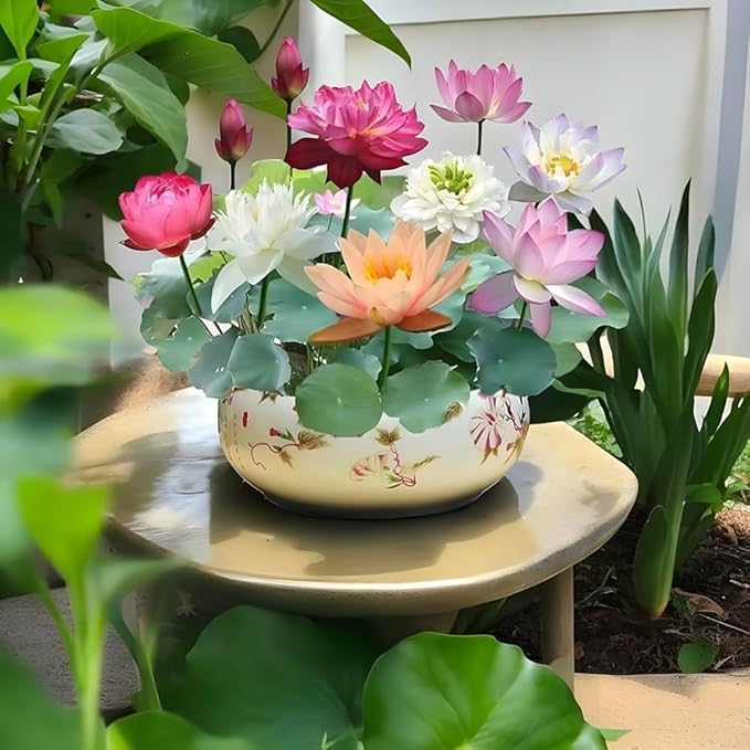 Hybrid Lotus Flower Seeds (Buy 1 Get 1 Free) + Free Gift worth ₹250