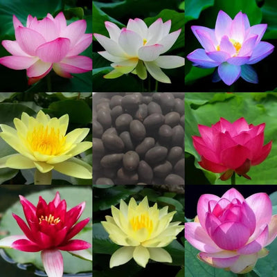 Hybrid Lotus Flower Seeds (Buy 1 Get 1 Free) + Free Gift worth ₹250